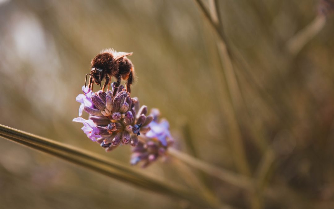 l’ape, il fiore e l’agricoltura intensiva